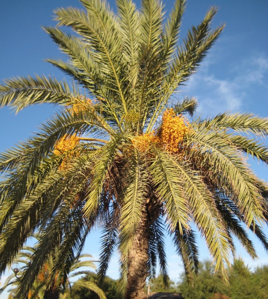 palmier dattier Maroc.jpg